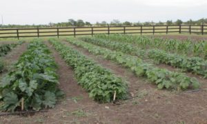 market-garden-w-fence